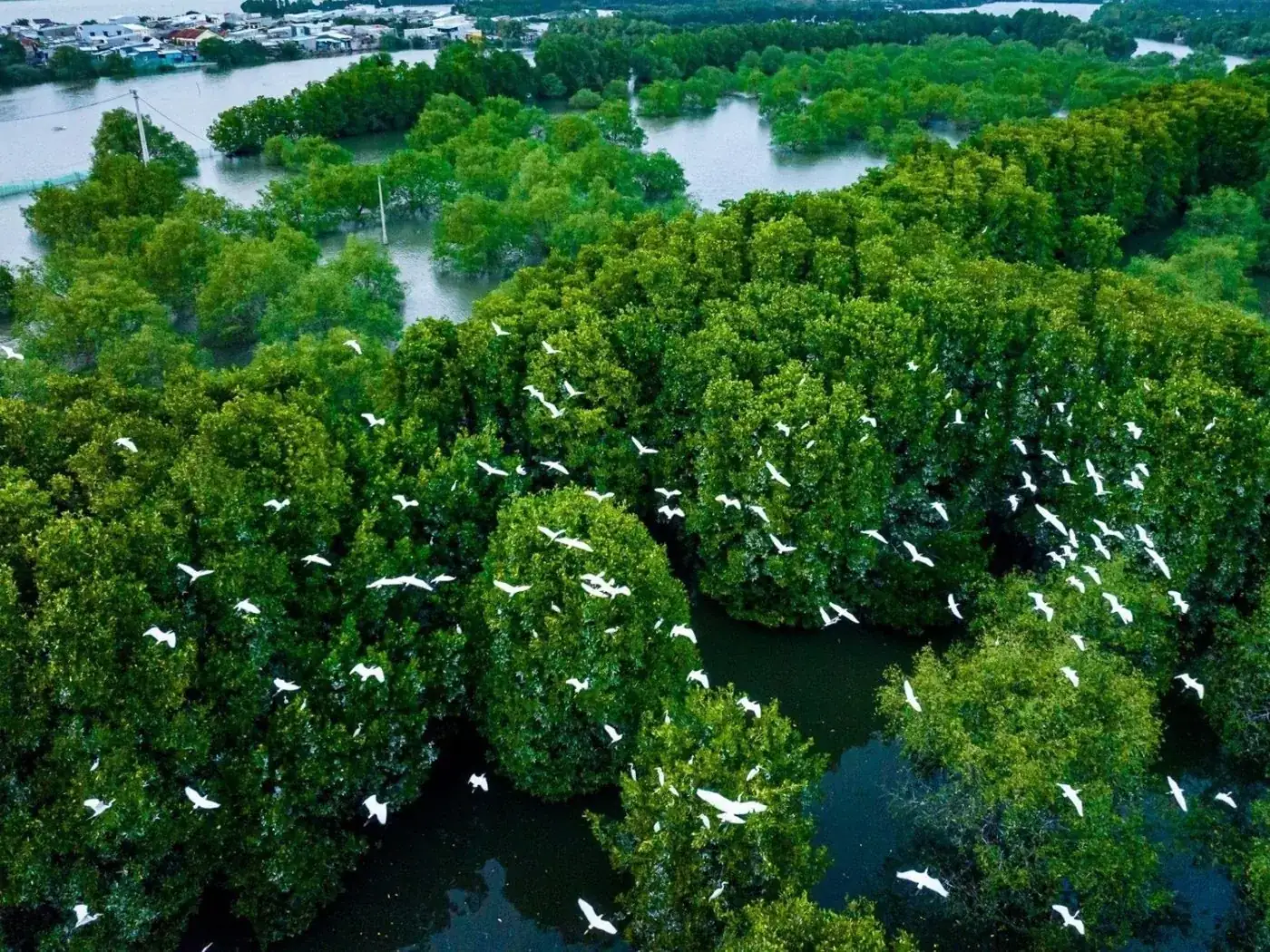 Cồn Chim đầm Thị Nại